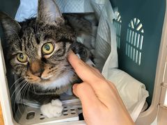 -纳吉亚猫专科动物诊疗中心(蒋宅口分院)