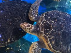 -烟台海昌鲸鲨海洋公园