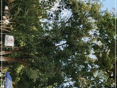 -洪山公园
