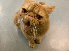 -飞行喵MR PILOT|猫舍·猫咖(静安大融城店)