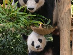 -深圳野生动物园