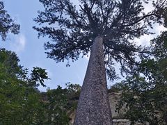 -大芦花风景区