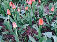 -长春公园(普阳街道)