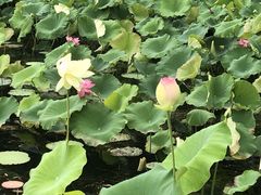 -昆山城市生态森林公园