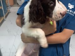 -嘉馨宠物医院·CT影像转诊·心脏科·犬猫全科诊疗中心(下沙大学城院区)
