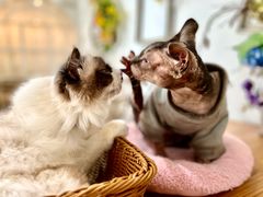 -共舞时光猫咖·狗咖(新街口店)