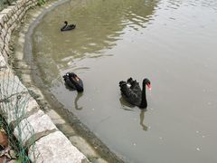 -鹅湖玫瑰文化园