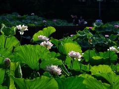 -陈家山荷花公园