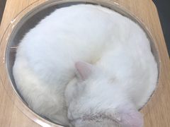 -飞行喵MR PILOT|猫舍·猫咖(静安大融城店)