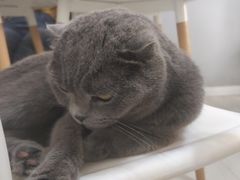 -喵的天空名猫咖啡馆·撸猫·猫舍·用品