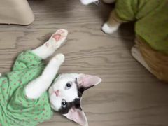 -宠福鑫康馨动物医院·骨科·眼科