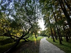 -上海共青森林公园