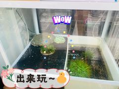 -酷以爬仙阁实体爬宠店·守宫·蜥蜴·专业繁育