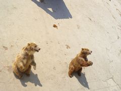 -哈尔滨北方森林动物园