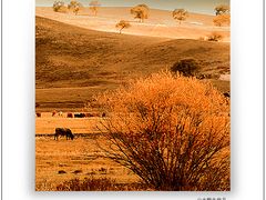 -塞罕坝国家级自然保护区