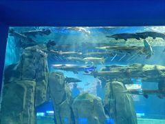 -石家庄海洋公园
