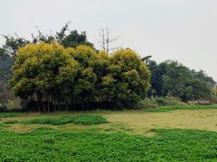 -张坝桂圆林公园