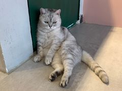 -猫儿山۰猫主题餐厅