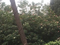 -重庆彩云湖湿地公园