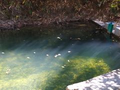 -九龙江国家森林公园