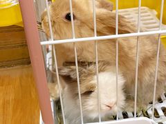 -猫猫幼稚园·撸猫·桌游·电玩