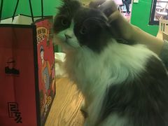 -李小姐の猫咖啡馆(五角场店)