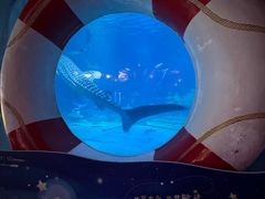 -烟台海昌鲸鲨海洋公园