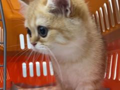 -四月宠物医院·猫专科·心脏专科·内科(转塘店)