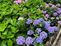 -上海共青森林公园