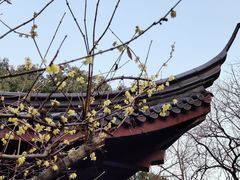 -十八棵（老龙井）御茶园(老龙井店)