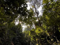 -西双版纳原始森林公园