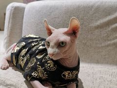 -藏猫猫咖啡主题馆(中央大道店)