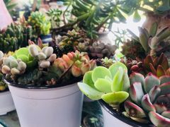 -三圣花乡旅游区