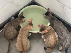 -创凡宠物医院·骨专科  猫科中心(西乡分院)
