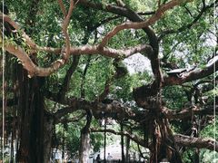 -小洲村