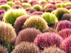 -春花秋色城市公园