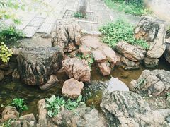 -老槐树煎包