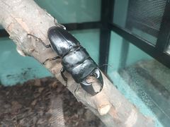 -上海大自然野生昆虫馆(东方明珠·爬宠昆虫探索中心)