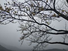 -龙坞茶村