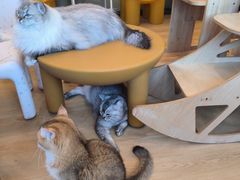 -有喵·猫咖·狗咖·30几只猫10只小狗(岗厦店)