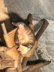 -Zoolung Zoolung动物主题公园(海信广场店)