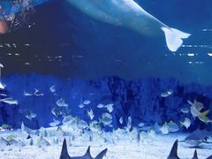 -北京海洋馆
