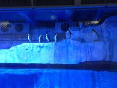 -芜湖新华联大白鲸海洋公园