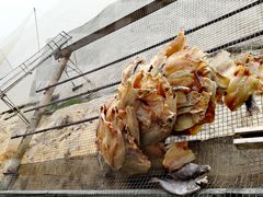 -港珠澳大桥码头