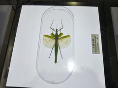 -上海昆虫博物馆