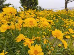 -青岛金沙滩