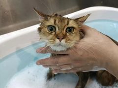 -PETKIT小佩宠物·低压洗护(国顺东路店)