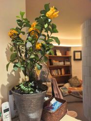 点击看大图 -阿南达·瑜伽普拉提·阿育吠陀疗愈中心