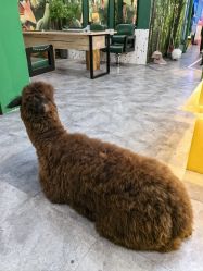 -神奇动物撸宠馆·羊驼·小浣熊·异宠(豫园店)