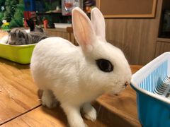-藦茜花园宠物主题亲子互动体验馆(国顺东路店)